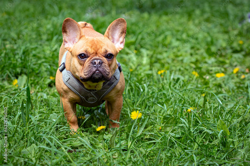 French bulldog on the background of a green lawn with dandelions.. French bulldog on the background of a green lawn with dandelions..
