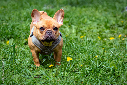 French bulldog on the background of a green lawn with dandelions..