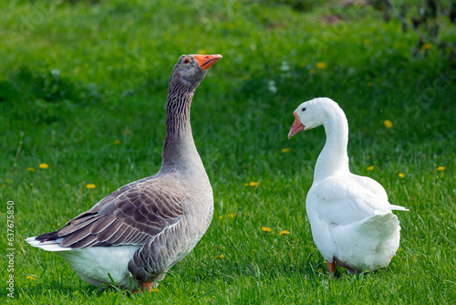 Two merry geese lived with granny. One gray and the other white lived with granny.