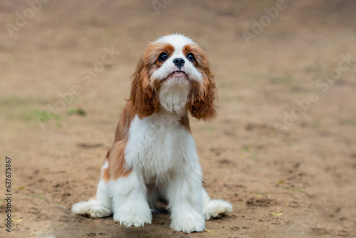 Cavalier king charles spaniel playing on a sandy field