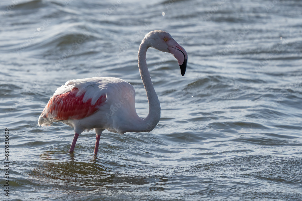 Flamingo Wades in Walvis Bay Namibia Africa