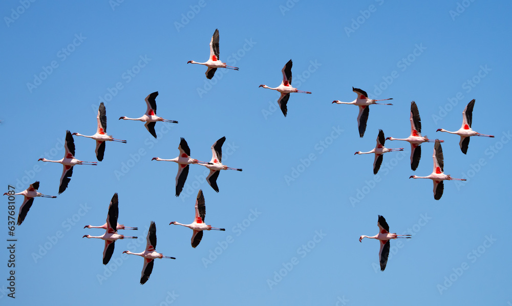 Flamingos in Flight Near Walvis Bay Namibia Africa