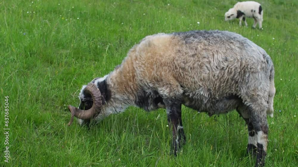 Sheep grazing in green grass. Farming. Close-Up. Sheep feeding moment. Hungry animal eats green grass. Fluffy sheep with bell on neck and big horns graze in carpathian mountains on a sunny day. Sheep grazing in green grass. Farming. Close-Up. Sheep feeding moment. Hungry animal eats green grass. Fluffy sheep with bell on neck and big horns graze in carpathian mountains on a sunny day.