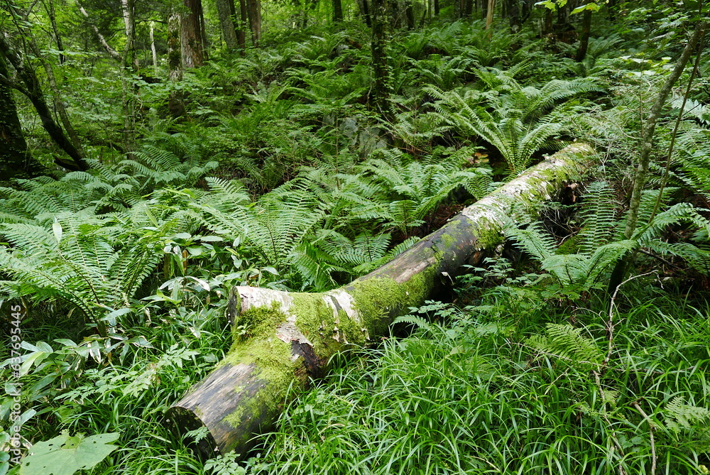 Kamikochi (Upper Highlands) is a remote mountainous highland valley within the Hida Mountains range, in the western region of Nagano Prefecture, Japan. Japanese hiking and trekking.