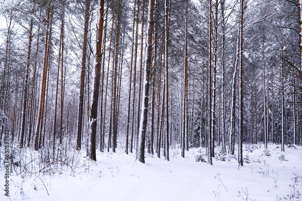 The forest is covered with snow. Frost and snowfall in the park. Winter snowy frosty landscape.