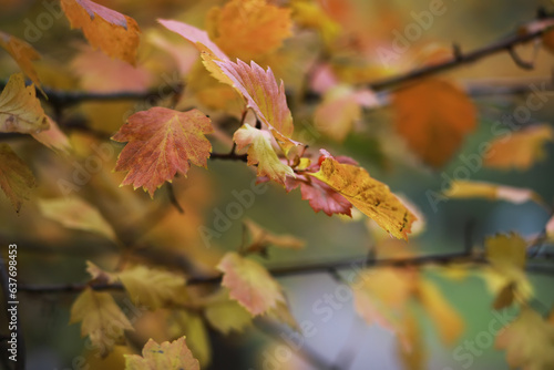 Beautiful autumn landscape with yellow trees and sun. Colorful foliage in the park. Falling leaves natural background