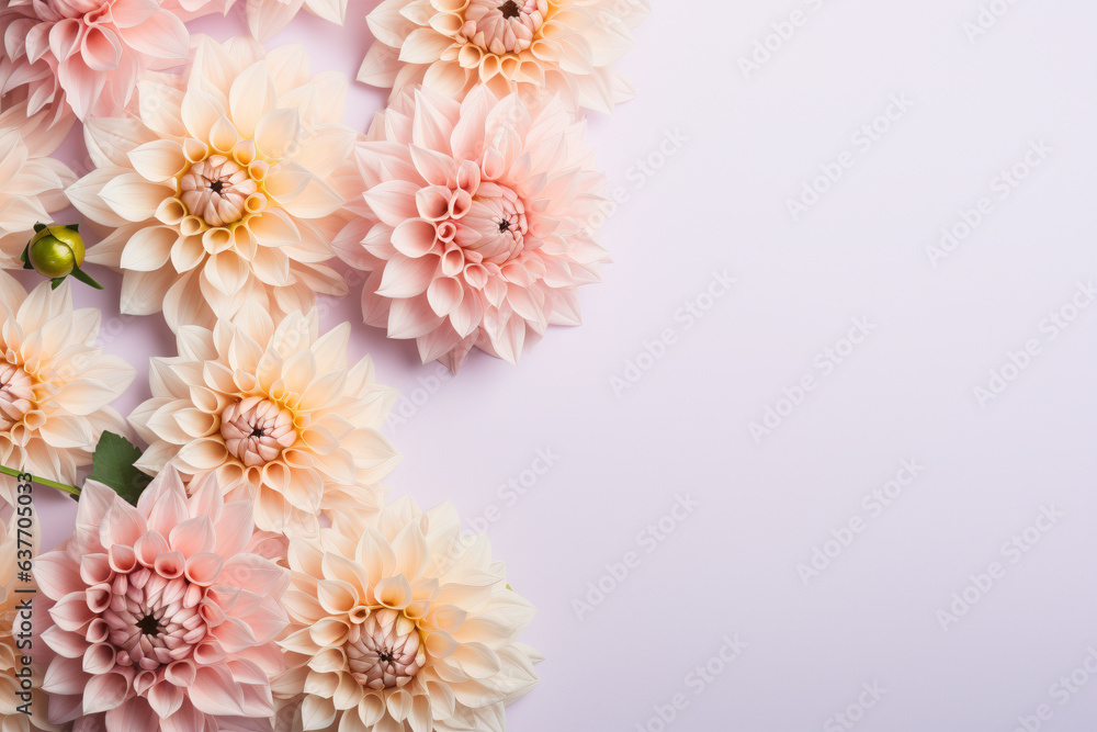 Beautiful Dahlia flowers on side of pastel pink background Beautiful Dahlia flowers on side of pastel pink background