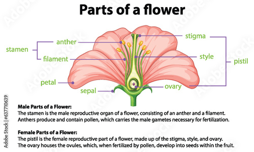 Biology of Flower: An Infographic Diagram