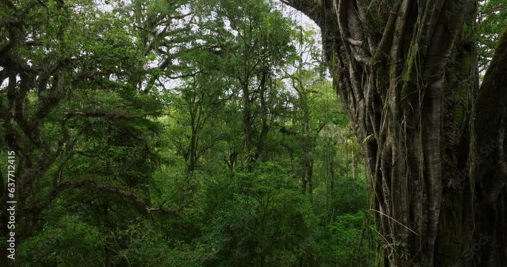 Big intertwined tree trunk in Tropical forest. Drone view of Bali. Big intertwined tree trunk in Tropical forest. Drone view of Bali.