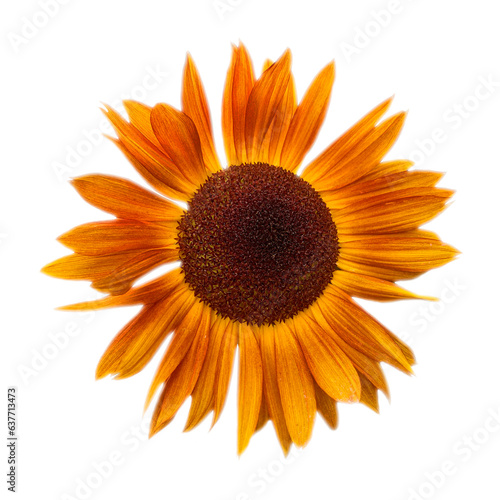 sunflower isolated on white background