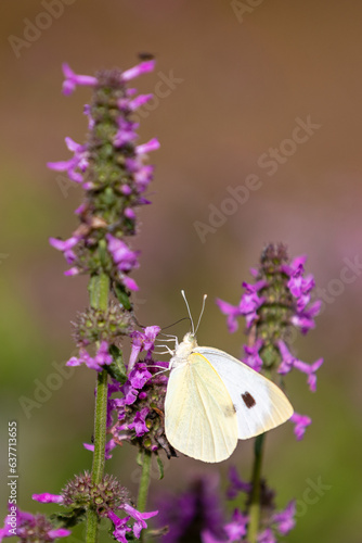 A cabbage butterfly (pieris brassicae)sitting on a blooming betony flower (betonica officialis)