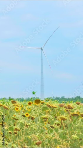 sunflowers field under blue sky with clouds
