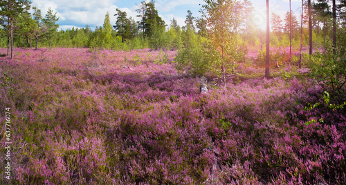 Close up of colorful blossoming of heather growing in the wild