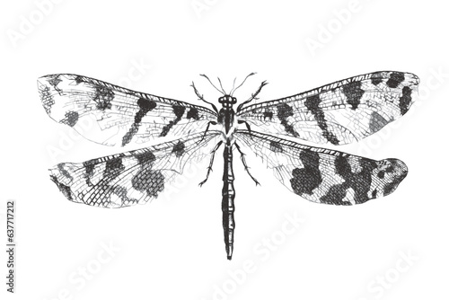 Dragonfly. Doodle sketch. Vintage vector illustration.
