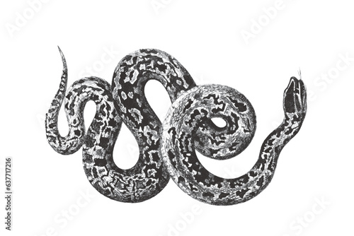 Boa constrictor. Doodle sketch. Vintage vector illustration.