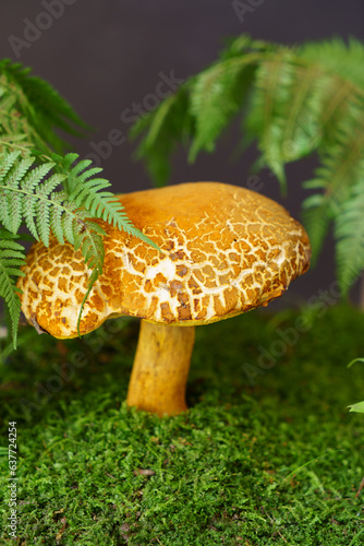 Edible bright orange mushroom under fern leaves in the forest.