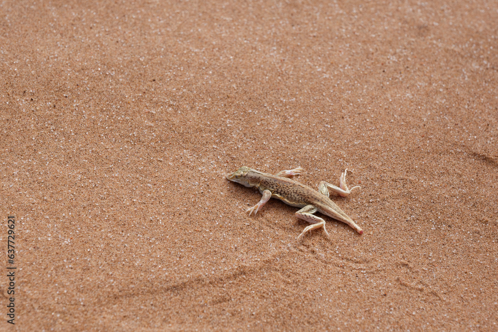 Dunes sagebrush lizard also known as sand dune lizard (Sceloporus arenicolus) on the sand in the Namib Desert, Namibia Dunes sagebrush lizard also known as sand dune lizard (Sceloporus arenicolus) on the sand in the Namib Desert, Namibia