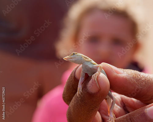 Fototapeta Naklejka Na Ścianę i Meble -  Close-up photo of a dunes sagebrush lizard also known as sand dune lizard (Sceloporus arenicolus) in the human hand with a blurry background, Namib Desert, Namibia 