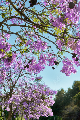 Wallpaper Mural Flores Torontodigital.ca