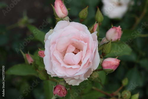 Beautiful pale pink rose with rose buds