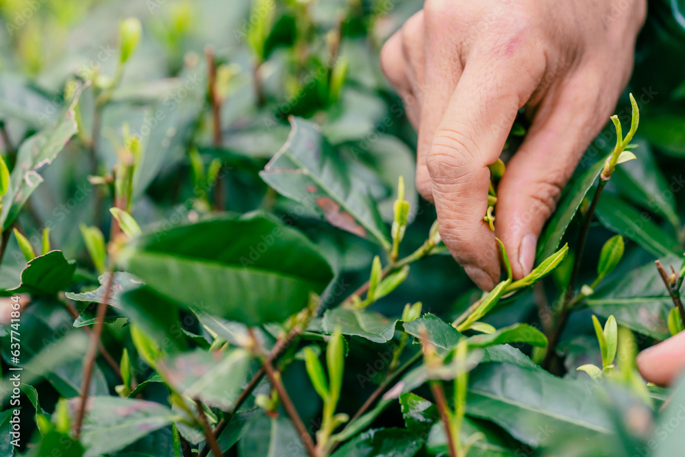 Picking the tender green tea tree leaves Picking the tender green tea tree leaves