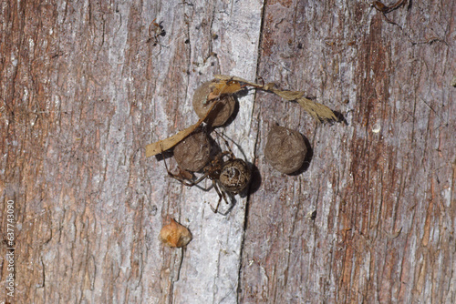 Closeup Common house spider, American house spider (Parasteatoda tepidariorums). In its nest with three spherical paper-like egg sacs. Family tangle-web spiders, cobweb spiders, comb-footed spiders  photo