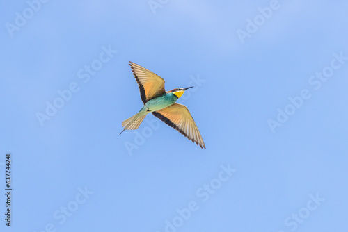 europeen bee-eater in flight over a lake