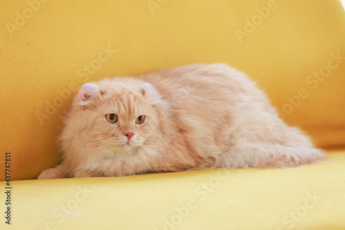 Portrait close up shot of little cute domestic orange fluffy furry long hair companion pet pussycat kitty kitten laying lying down comfortable on cozy yellow leather sofa couch alone in living room