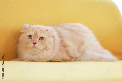 Portrait close up shot of little cute domestic orange fluffy furry long hair companion pet pussycat kitty kitten laying lying down comfortable on cozy yellow leather sofa couch alone in living room