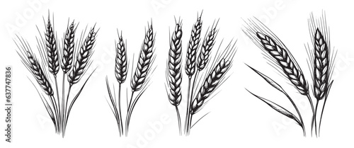 Wheat ears  spikelets sketch. Hand drawn rye in vintage engraving style. Farm organic food concept. Vector illustration