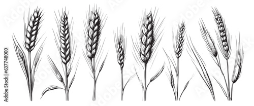 Wheat ears  spikelets sketch. Hand drawn rye in vintage engraving style. Farm organic food concept. Vector illustration