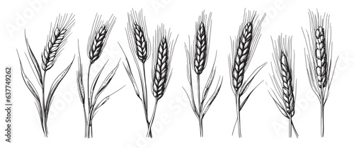 Wheat ears  spikelets sketch. Hand drawn rye in vintage engraving style. Farm organic food concept. Vector illustration