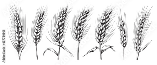 Wheat ears  spikelets sketch. Hand drawn rye in vintage engraving style. Farm organic food concept. Vector illustration