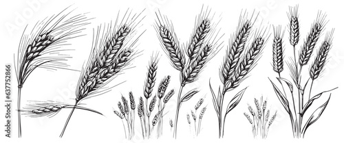 Wheat ears  spikelets sketch. Hand drawn rye in vintage engraving style. Farm organic food concept. Vector illustration