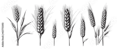 Wheat ears  spikelets sketch. Hand drawn rye in vintage engraving style. Farm organic food concept. Vector illustration