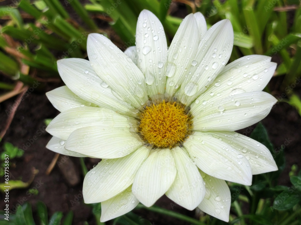 colorful blooming gazania, treasure flowers, with rain drops, close up colorful blooming gazania, treasure flowers, with rain drops, close up