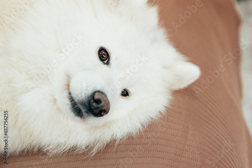 White funny cute fluffy Samoyed breed Laika dog lying smiling playful Bjelkier, looking at the camera
