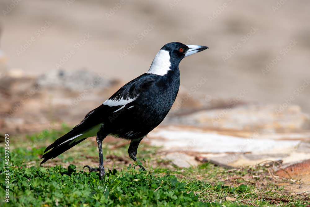 Australian Magpie on the green grass by the beach Australian Magpie on the green grass by the beach