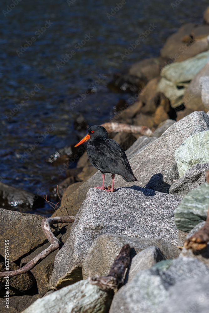 Oyster Catcher on the rocks Oyster Catcher on the rocks