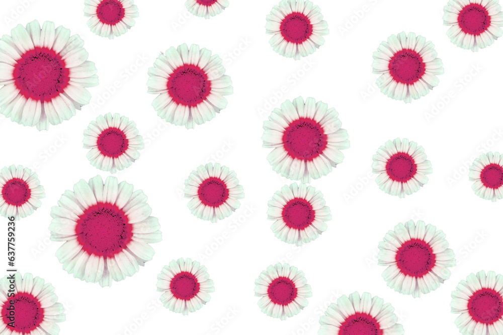 pattern with flowers of pink and white color pattern with flowers of pink and white color