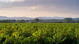 Scenic rural landscape view at sunset of vineyard with Cevennes mountain range in background, Cardet, Gard, France