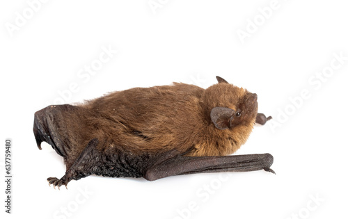 Pipistrellus pipistrellus in studio photo