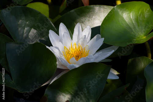 Fotografi white water lily flower