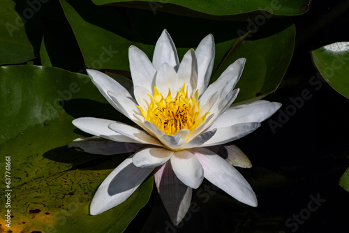 white water lily flower
