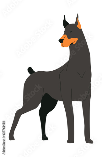 Doberman dog breed, domestic pet portrait puppy