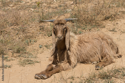 A young buck of the Damascus goat on Taurus Mountains in Erdemli, Turkey photo