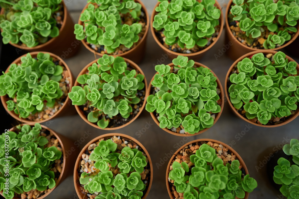 Plants in the small pot