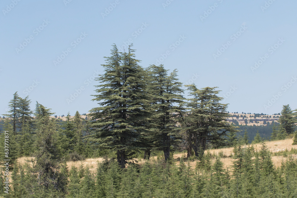 Young and older Taurus cedar trees on Taurus Mountains