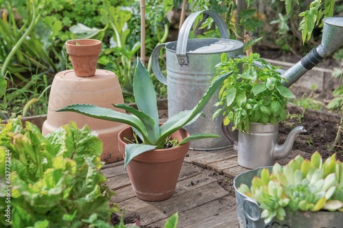 succulents plants in potted agave and jourbarbe.in decorative pots in a veget...