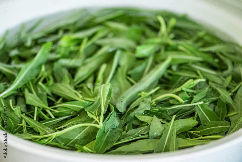 Fresh green rocket leaves washed in a bowl of clean water before eating as salad Fresh green rocket leaves washed in a bowl of clean water before eating as salad